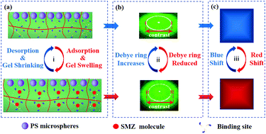 Graphical abstract: A sulfamethoxazole molecularly imprinted two-dimensional photonic crystal hydrogel sensor
