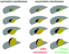 Graphical abstract: Bulging and budding of lipid droplets from symmetric and asymmetric membranes: competition between membrane elastic energy and interfacial energy