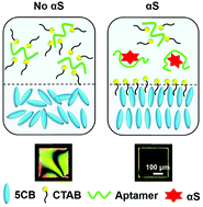 Graphical abstract: Simple, rapid and sensitive detection of Parkinson's disease related alpha-synuclein using a DNA aptamer assisted liquid crystal biosensor