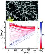 Graphical abstract: Strain localization and yielding dynamics in disordered collagen networks