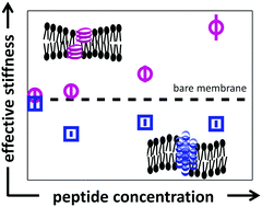 Graphical abstract: Collective dynamics in lipid membranes containing transmembrane peptides