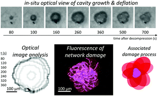 Graphical abstract: 3D fluorescent mapping of invisible molecular damage after cavitation in hydrogen exposed elastomers