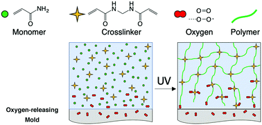 Graphical abstract: Oxygen inhibition of free-radical polymerization is the dominant mechanism behind the “mold effect” on hydrogels