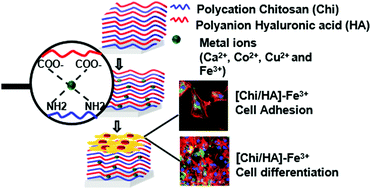 Graphical abstract: Effect of metal ions on the physical properties of multilayers from hyaluronan and chitosan, and the adhesion, growth and adipogenic differentiation of multipotent mouse fibroblasts