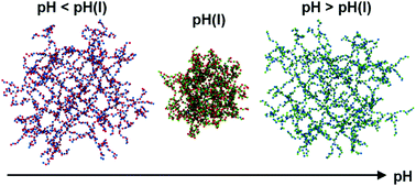 Graphical abstract: Monte Carlo simulations of weak polyampholyte microgels: pH-dependence of conformation and ionization