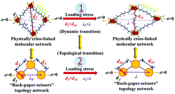 Graphical abstract: Anchoring-mediated topology signature of self-assembled elastomers undergoing mechanochromic coupling/decoupling