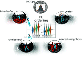 Graphical abstract: Chain ordering of phospholipids in membranes containing cholesterol: what matters?