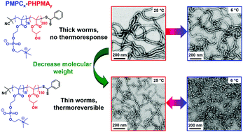 Graphical abstract: Rational synthesis of novel biocompatible thermoresponsive block copolymer worm gels