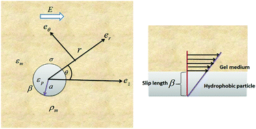 Graphical abstract: A simplified model for gel electrophoresis of a hydrophobic rigid colloid