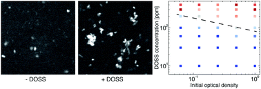 Graphical abstract: Bacterial aggregation assisted by anionic surfactant and calcium ions