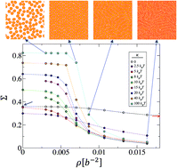 Graphical abstract: Conformational behavior and self-assembly of disjoint semi-flexible ring polymers adsorbed on solid substrates