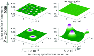 Graphical abstract: Curvature-driven feedback on aggregation–diffusion of proteins in lipid bilayers