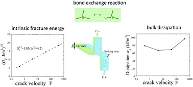 Graphical abstract: Force-dependent bond dissociation explains the rate-dependent fracture of vitrimers