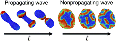 Graphical abstract: Reaction-diffusion waves coupled with membrane curvature