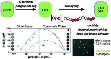 Graphical abstract: The effects of protein charge patterning on complex coacervation