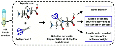 Graphical abstract: A novel and selective silk fibroin fragmentation method