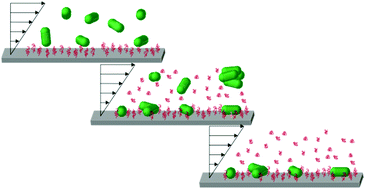 Graphical abstract: Depletion forces drive reversible capture of live bacteria on non-adhesive surfaces