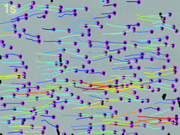 Graphical abstract: Collective hydrodynamic transport of magnetic microrollers