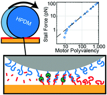 Graphical abstract: Burnt bridge ratchet motor force scales linearly with polyvalency: a computational study