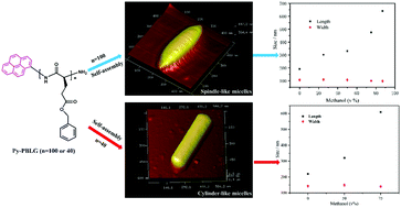 Graphical abstract: Regulating the morphology and size of homopolypeptide self-assemblies via selective solvents