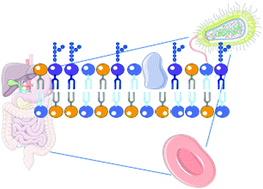 Graphical abstract: Investigating lipid headgroup composition within epithelial membranes: a systematic review