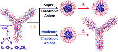 Graphical abstract: Effects of temperature on chaotropic anion-induced shape transitions of star molecular bottlebrushes with heterografted poly(ethylene oxide) and poly(N,N-dialkylaminoethyl methacrylate) side chains in acidic water
