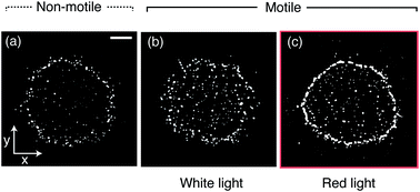 Graphical abstract: Light-switchable deposits from evaporating drops containing motile microalgae