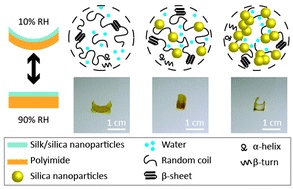 Graphical abstract: Tuning water-responsiveness with Bombyx mori silk–silica nanoparticle composites