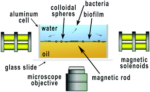 Graphical abstract: Dynamic and mechanical evolution of an oil–water interface during bacterial biofilm formation