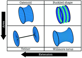 Graphical abstract: Axisymmetric membranes with edges under external force: buckling, minimal surfaces, and tethers