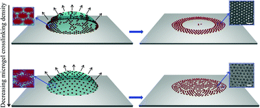 Graphical abstract: Evaporative self-assembly of soft colloidal monolayers: the role of particle softness