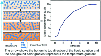 Graphical abstract: Kinetics of protein aggregation at a temperature gradient condition