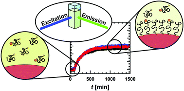 Graphical abstract: Polymer ligand binding to surface-immobilized gold nanoparticles: a fluorescence-based study on the adsorption kinetics