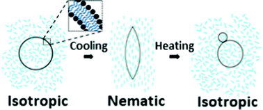 Graphical abstract: Sculpting the shapes of giant unilamellar vesicles using isotropic–nematic–isotropic phase cycles