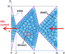 Graphical abstract: Macroscopic current generated by local division and apoptosis in a minimal model of tissue dynamics