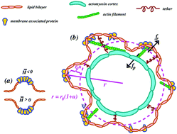 Graphical abstract: Pattern formation, localized and running pulsation on active spherical membranes