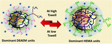 Graphical abstract: Exploring the role of Muscovite in poly(alkyl methacrylate)-based ternary nanocomposite cryogels with selective functional groups: formation via cryogelling with the aid of inorganic clay