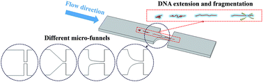 Graphical abstract: DNA fragmentation in complicated flow fields created by micro-funnel shapes