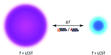 Graphical abstract: Assessing the perfluoroalkyl acid-induced swelling of Förster resonance energy transfer-capable poly(N-isopropylacrylamide) microgels