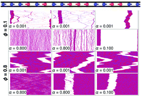 Graphical abstract: Collective motion of run-and-tumble repulsive and attractive particles in one-dimensional systems