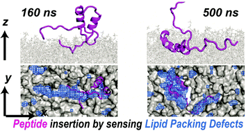 Graphical abstract: Effect of cholesterol on the membrane partitioning dynamics of hepatitis A virus-2B peptide