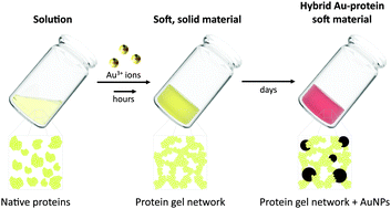 Graphical abstract: Au3+-Induced gel network formation of proteins