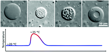 Graphical abstract: Core–shell droplets and microcapsules formed through liquid–liquid phase separation of a colloid–polymer mixture