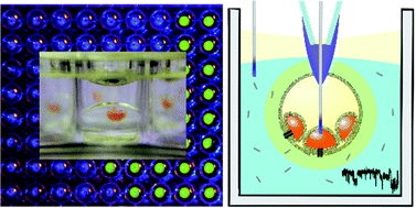 Graphical abstract: Encapsulated droplet interface bilayers as a platform for high-throughput membrane studies