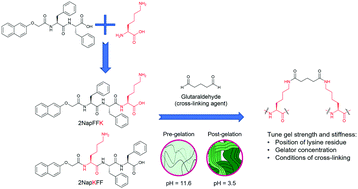 Graphical abstract: Enhancement of the mechanical properties of lysine-containing peptide-based supramolecular hydrogels by chemical cross-linking