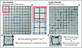 Graphical abstract: A few upstream bifurcations drive the spatial distribution of red blood cells in model microfluidic networks