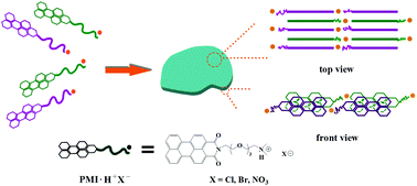 Graphical abstract: Multiple C–H⋯anion and N–H⋯anion hydrogen bond directed two-dimensional crystalline nanosheets with precise distance control of surface charges for enhanced DNA capture