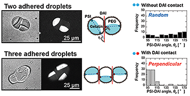 Graphical abstract: Perpendicular alignment of the phase-separated boundary in adhered polymer droplets