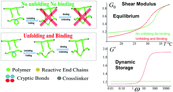 Graphical abstract: Dynamic behavior of chemically tunable mechano-responsive hydrogels