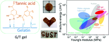 Graphical abstract: Dynamic bonds enable high toughness and multifunctionality in gelatin/tannic acid-based hydrogels with tunable mechanical properties